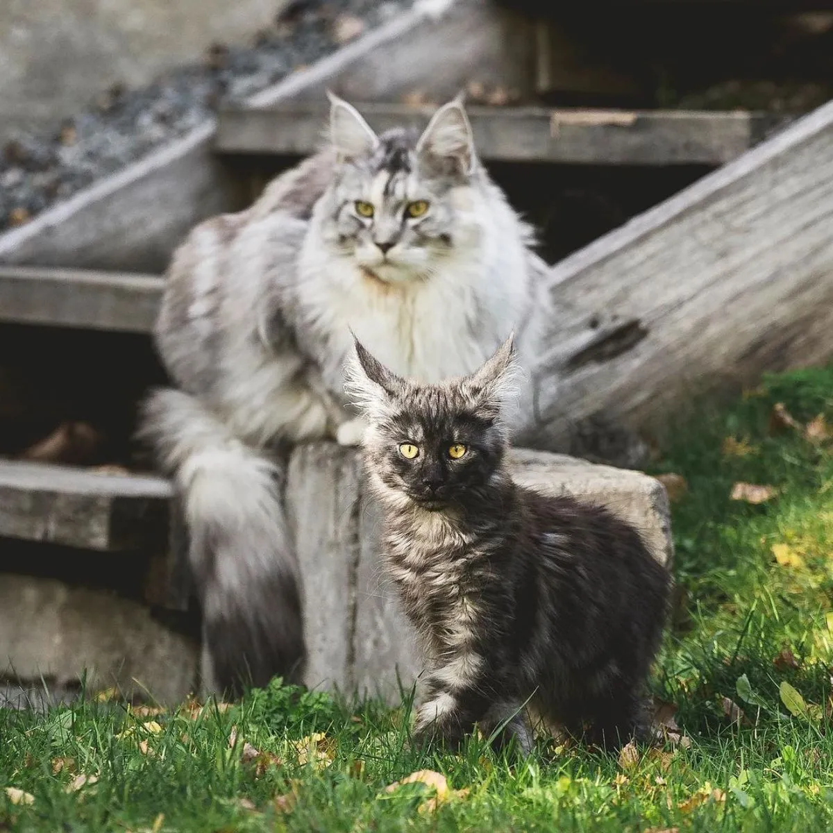 Котенок мейн-куна и взрослый мейн-кун на улице.