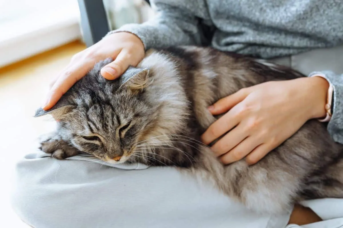 Человек гладит на коленях большую серую кошку породы мейн-кун.