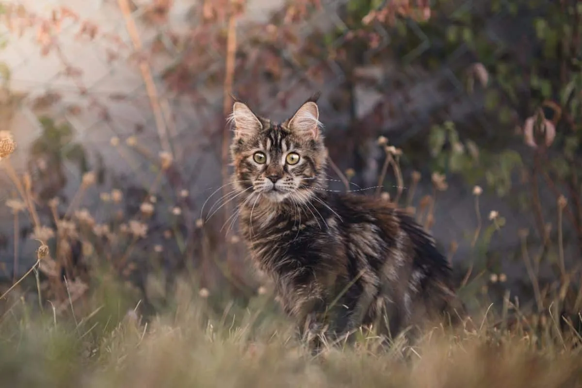 Котенок мейн-кун табби на лугу.