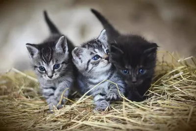 Чем нельзя кормить котенка мейн-куна?