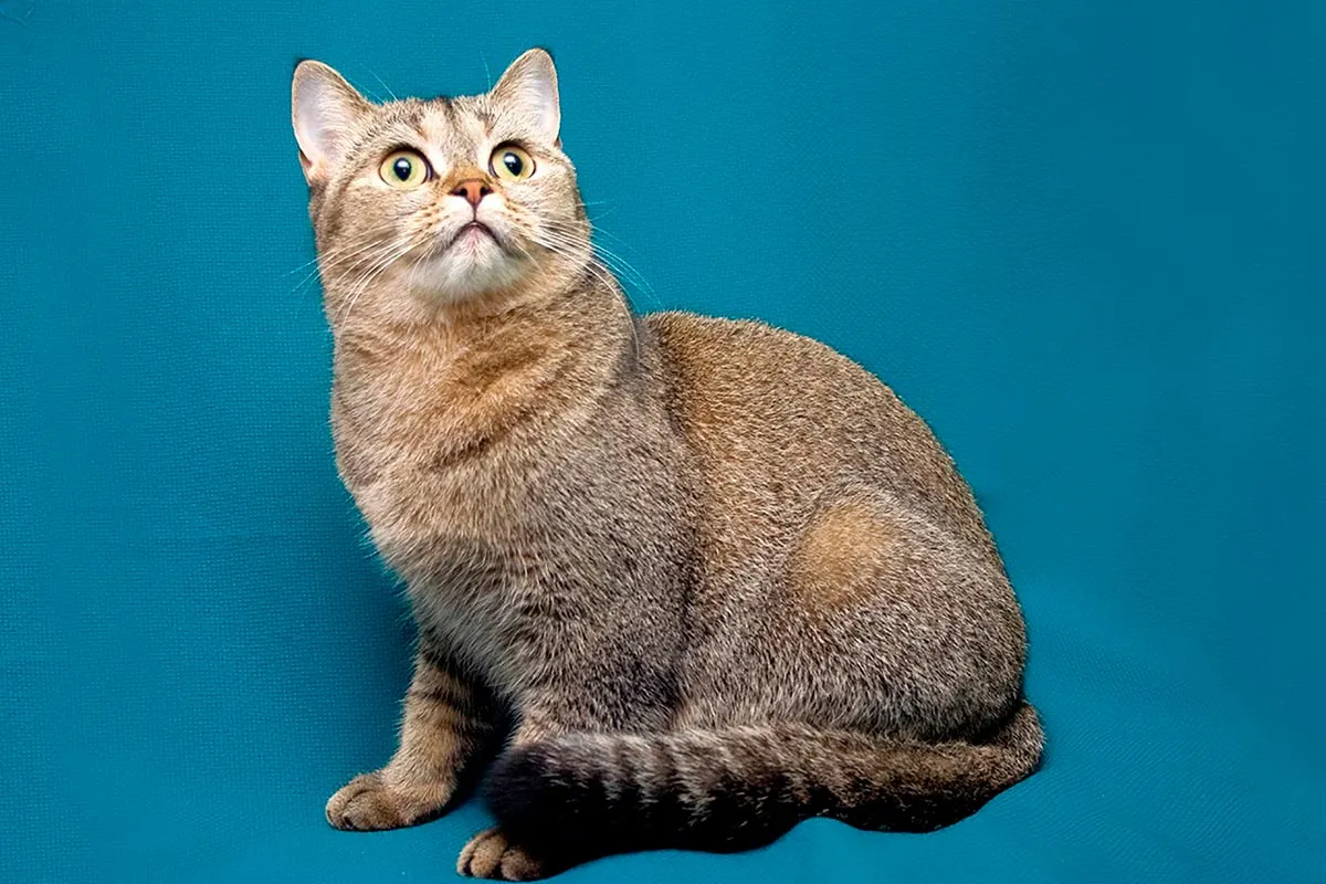 Кошка шотландская короткошерстная