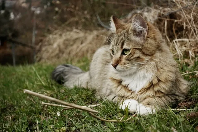 Кошки породы мейн-кун имеют М