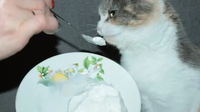 Могут ли кошки есть мороженое Frosty Paws?