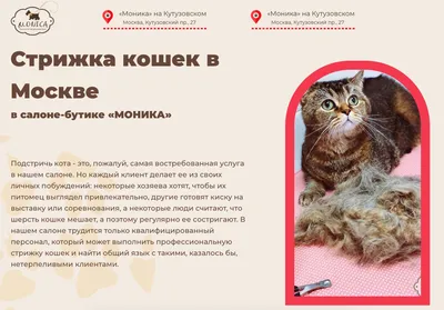 Нужно ли стричь британских кошек?