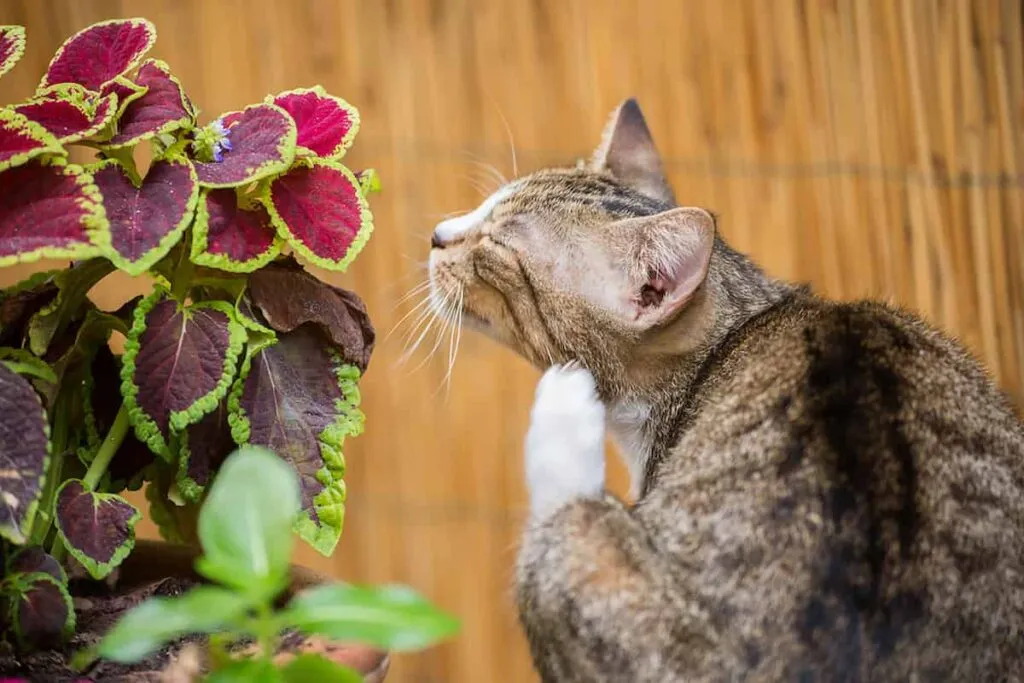 Брачное мяукание кошки. Кошка чешется красивое фото. Кошка чешется.