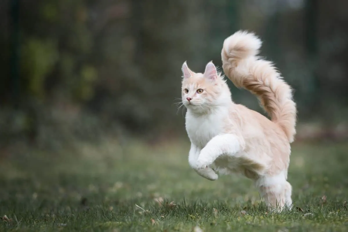 Рыжий котенок мейн-кун играет на лугу.