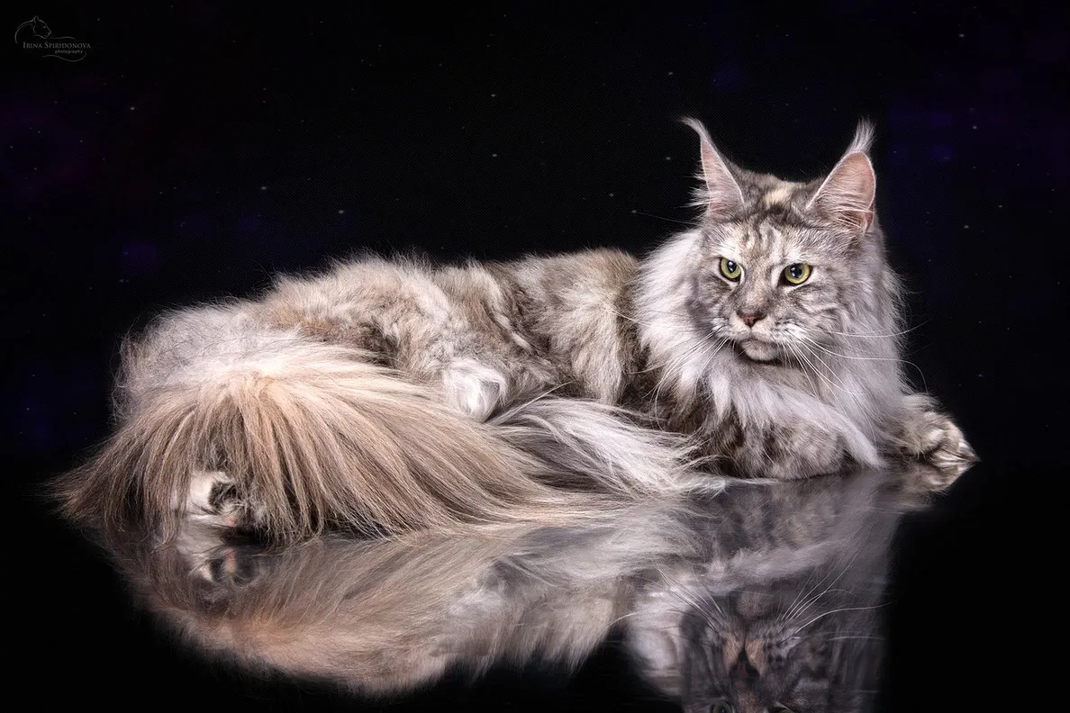Майкуна кошка