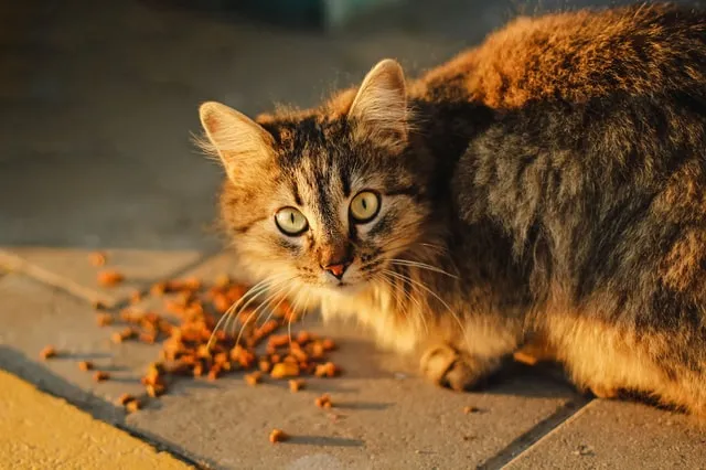 Рюкзак для кошек